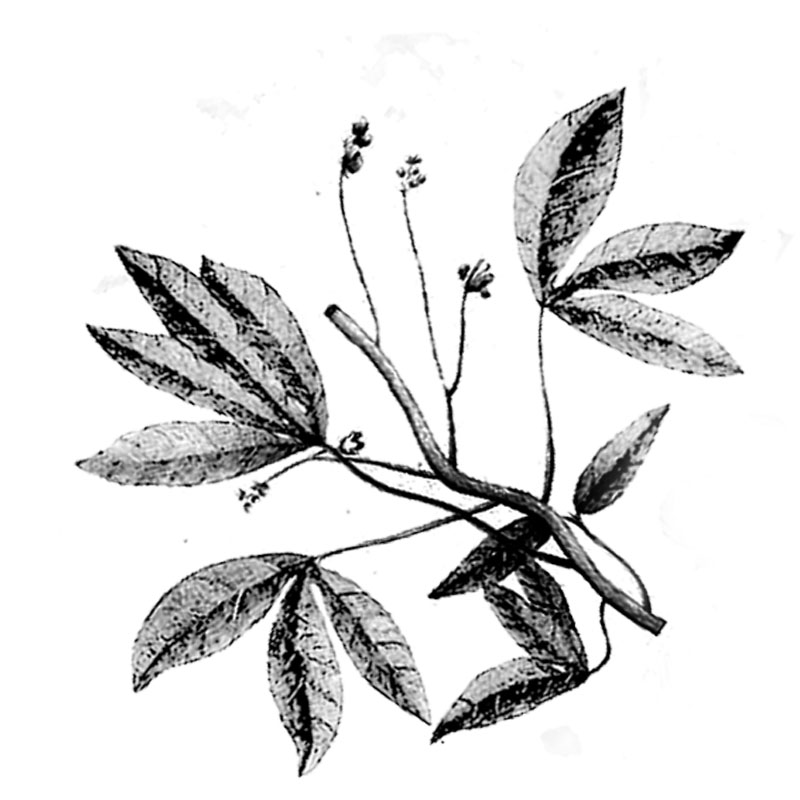 #2344a - Foliage - Nature